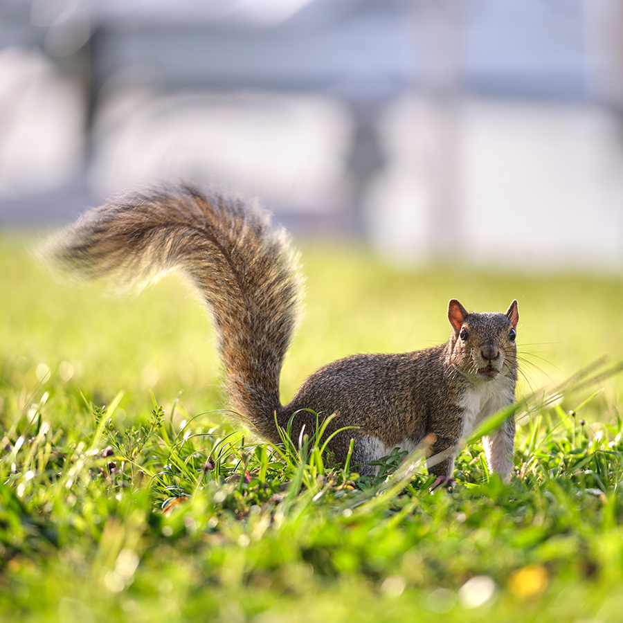 Wildlife Removal in Surrey bc