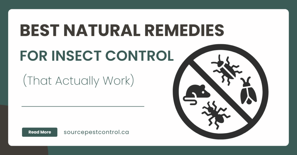 Best Natural Remedies for Insect Control (That Actually Work)