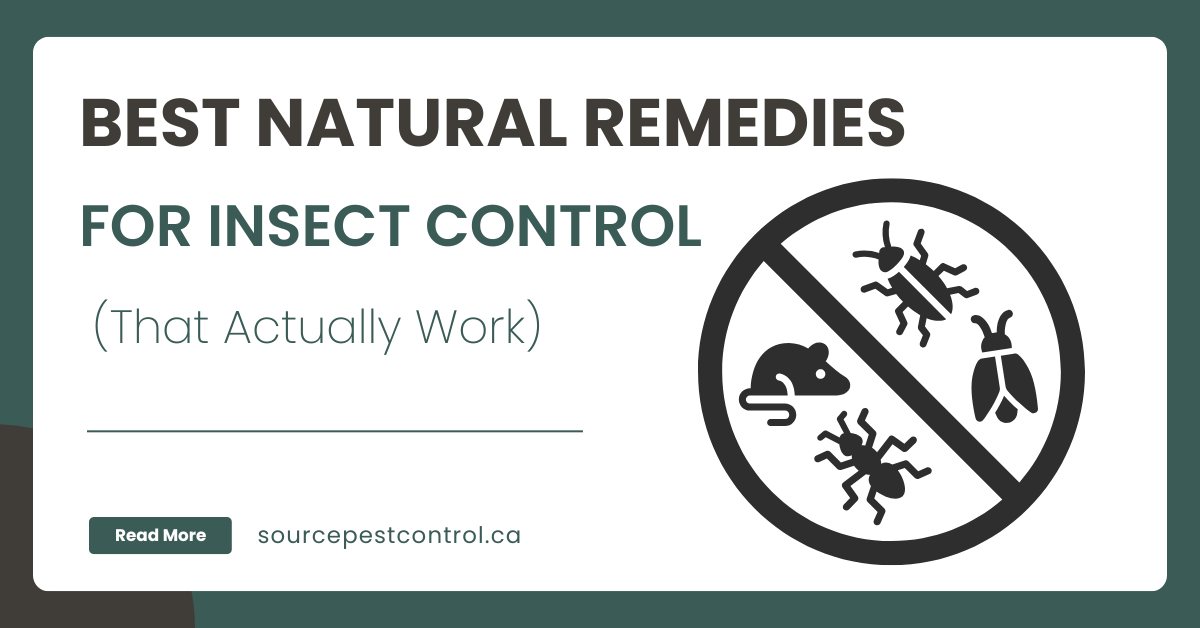 Best Natural Remedies for Insect Control (That Actually Work)